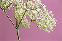 Elder, Sambucus nigra, Studio shot of white flowers against a pink background.