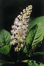 Poke Root, Poke weed, Phytolacca americana.