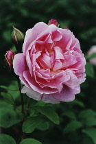 Rose, Rosa 'Cottage Rose'.