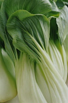 Pakchoi, Brassica chinensis.