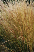 Stipatenuissima, Mexican feather grass, Nasella tenuissima.