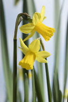 Daffodil, Narcissus 'Tete-a-Tete'.