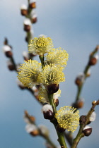 Willow, Salix.