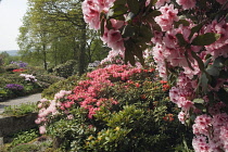 Rhododendron.