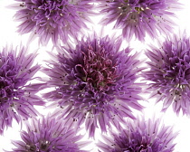 Chive, Allium schoenoprasum.