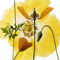 Poppy, Welsh poppy, Meconopsis cambrica.