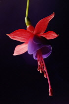 Single purple and pink mixed colour Fuchsia flower hanging down against a black background.
