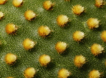 Prickly Pear Cactus, Opuntia.
