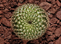 Cactus, Crown cactus, Rebutia.