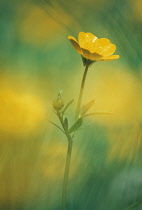 Buttercup, Ranunculus acris.