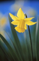 Daffodil, Narcissus.