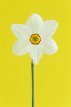 Daffodil, Narcissus 'actaea'.