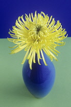 Chrysanthemum.