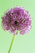 Allium, Allium rosenbachianum.
