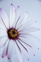 Osteospermum, Osteospermum 'Star of the Veldt'.