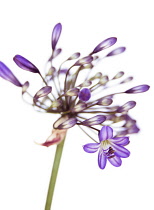 , Agapanthus.