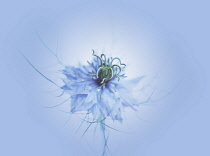 Love-in-a-mist, Nigella damascena.