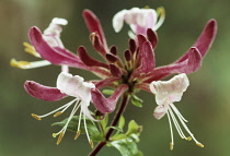 Honeysuckle, Lonicera x americana.