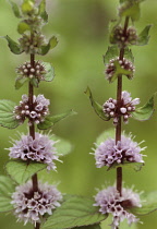 Mint, Watermint, Mentha aquatica.