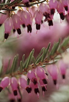 Heather, Calluna.