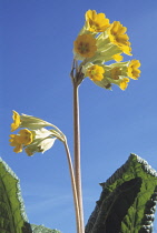 Cowslip, Primula veris.