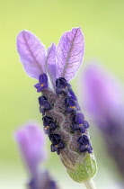 Lavender, French lavender, Lavandula stoechas.