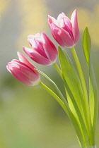 Tulip, Tulipa.