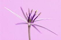 Allium, Allium cristophii.