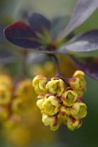 Berberis, Berberis cremulata.