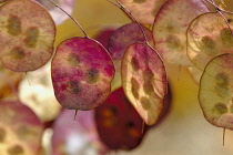 Honesty, Lunaria annua.