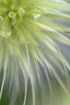 Pasque flower, Pulsatilla vulgaris.