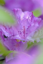 Rhododendron, Rhododendron catawbiense.