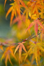 Japanese Maple, Acer palmatum 'Nicholsonii'.