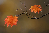 Japanese Maple, Acer japonicum 'Vitifolium'.