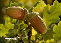 Oak, Acorn, Quercus robur.