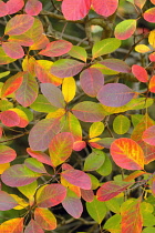 Smokebush, Cercis canadensis.