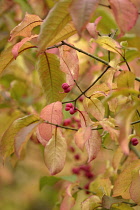 Spindle Tree, Euonymus hamiltonianus.