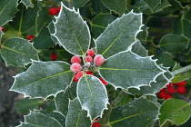 Holly, Ilex.