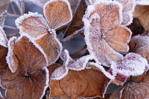 Hydrangea, Hydrangea macrophylla.