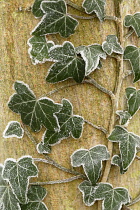 Ivy, Hedera helix.