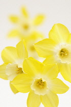 Daffodil, Narcissus 'Pipit'.