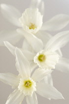 Daffodil, Narcissus triandrus 'Thalia'.