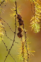 Larch, Larix.