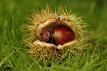 Chestnut, Sweet chestnut, Castanea sativa.