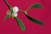 Mistletoe, Viscum album.