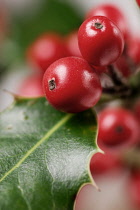 Holly, Ilex aquifolium.