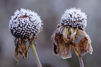 Purple Coneflower, Echinacea.