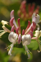 Honeysuckle, Lonicera 'The Early Dutch'.