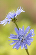 Chicory, Cichorium intybus.