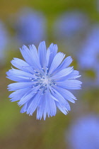 Chicory, Cichorium intybus.